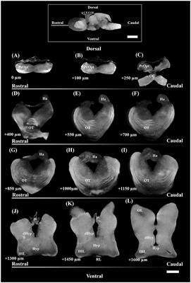 Ontogenetic changes in the tyrosine hydroxylase immunoreactive preoptic area in the small-spotted catshark Scyliorhinus canicula (L., 1758) females: catecholaminergic involvement in sexual maturation